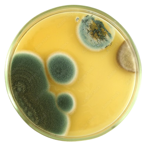 mold